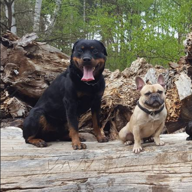 zwei Hunde sitzen auf Baumstamm