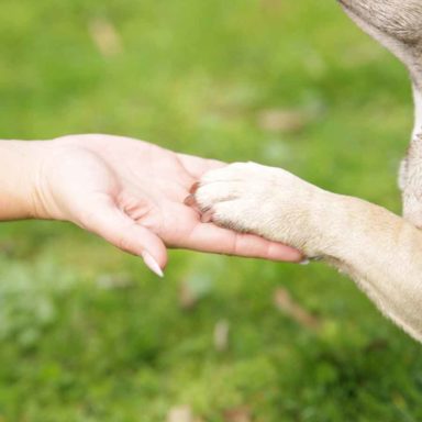 Hundepfote liegt auf Hand von Menschen