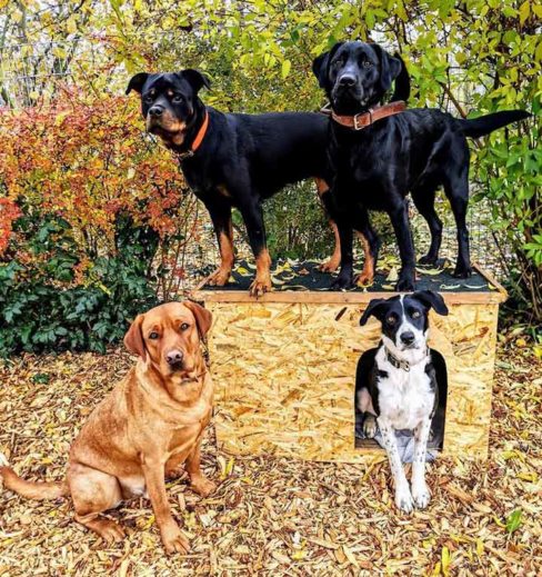 vier Hunde in der Hundepension stehen um Hundehütte herum