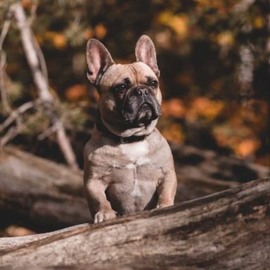 Lennox Hund im Herbst