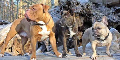 drei Hunde schauen nach links während Gruppentraining in der Hundeschule