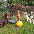 vier Hunde stehen um einen Ball herum während dem Gruppentraining