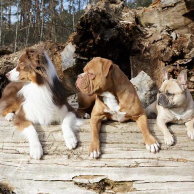 drei Hunde sitzen während Gruppentraining auf Baumstamm und schauen nach links