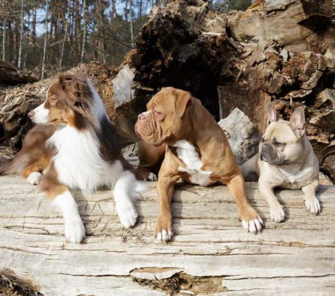 drei Hunde sitzen während Gruppentraining auf Baumstamm und schauen nach links