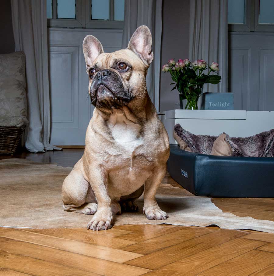 Hund Lennox sitzt im Wohnzimmer