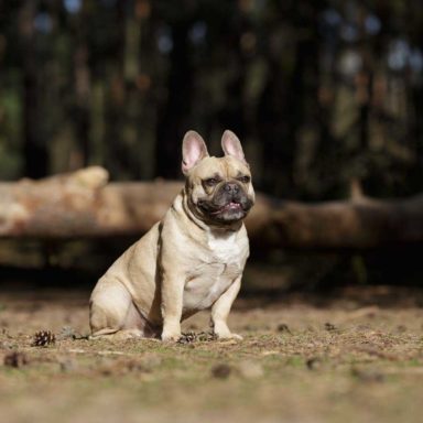 Lennox Hund sitzt im Wald