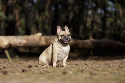 Lennox Hund sitzt im Wald