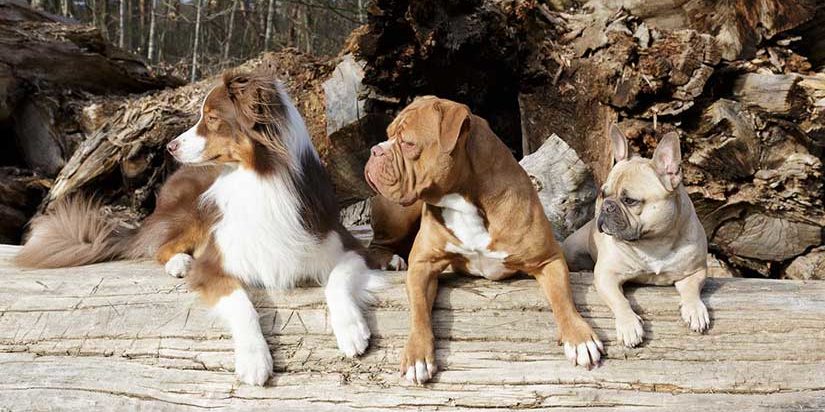 drei Hunde während Gruppentraining schauen nach links und sitzen auf Baumstamm