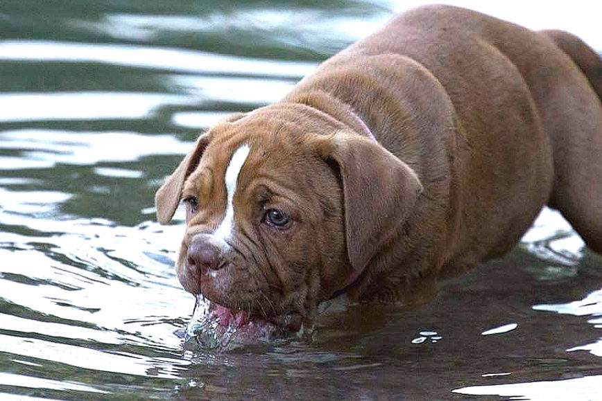 Welpe schleckt Wasser