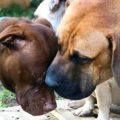 zwei Hunde berühren sich mit ihren Schnauzen