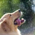 Hund hält Kopf in Wassertropfen