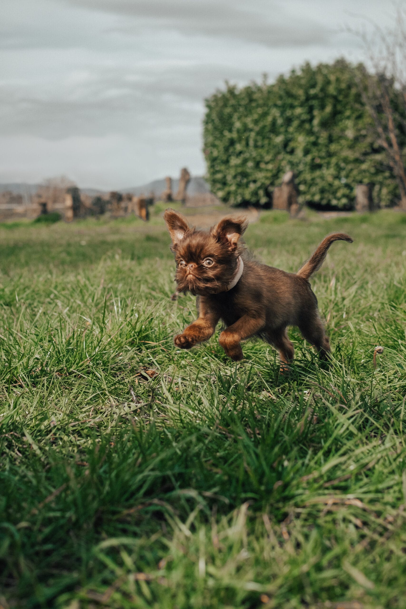 Welpenkurs Hundeschule Lutz Meckenheim